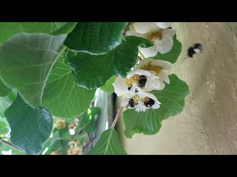 Meine blühende Kiwi und Hummeln zu Pfingsten 2020