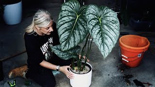 Just when you thought it wouldn't get any worse... | Chaotic Houseplant Chores!