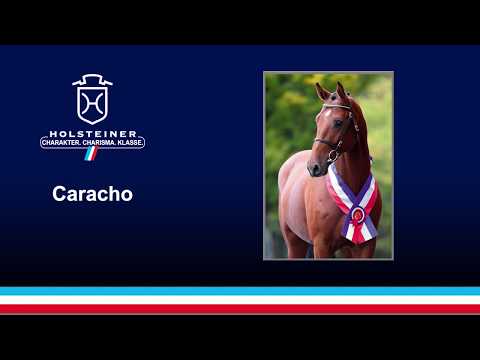 Die Verbandshengste 2020 - Caracho v. Cassilano-Quick Star
