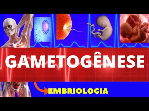 GAMETOGÊNESE - ESPERMATOGÊNESE E OVOGÊNESE - EMBRIOLOGIA HUMANA - FORMAÇÃO DOS GAMETAS