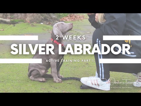 Victoria Dog Obedience Training video.