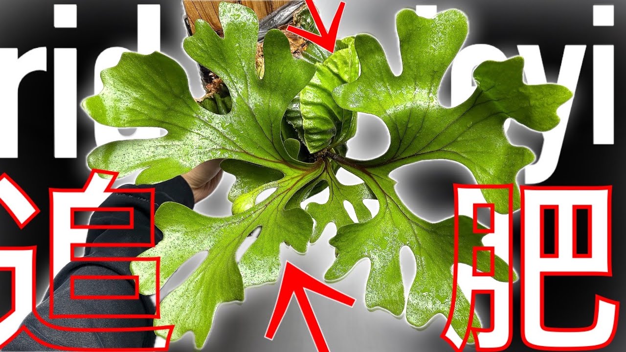 【必見】リドレイの追肥方法と"無理"な品種【ビカクシダ・コウモリラン】