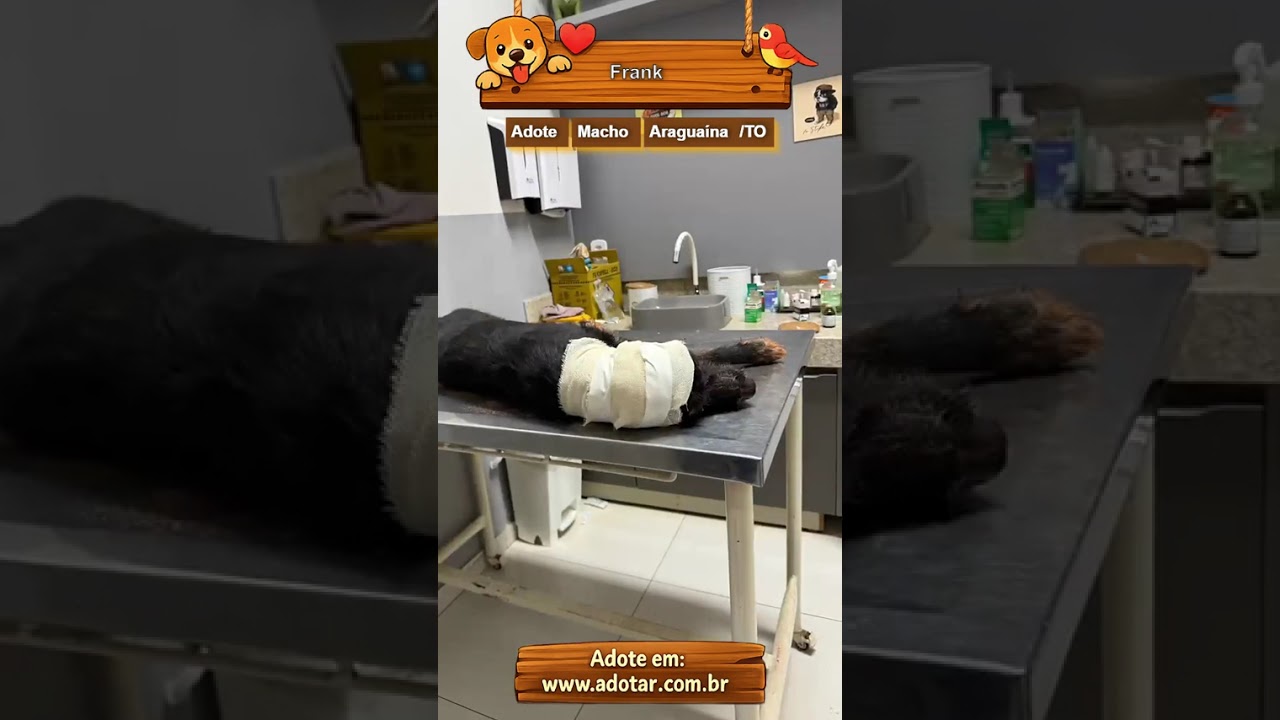 Cachorro raça SRD-ViraLata idade 1 ano nome Frank