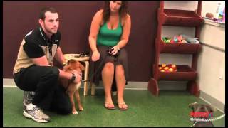 Meet a Petco Dog Trainer