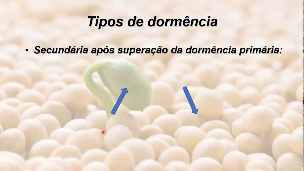 VIDEO AULA A DORMÊNCIA E O VIGOR EM SEMENTES