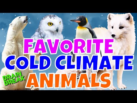 FAVORITE COLD CLIMATE ANIMALS. WOULD YOU RATHER BRAIN BREAK EXERCISE FOR KIDS. WINTER ANIMALS