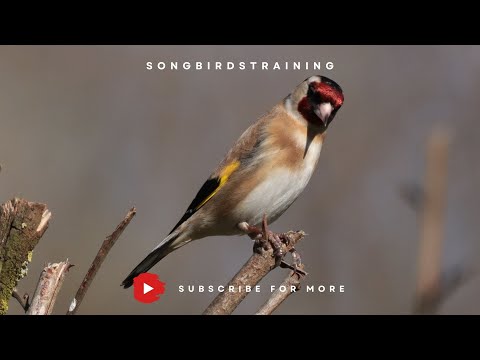 Legendary Goldfinch Singing