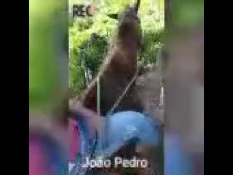 o  sofrimento de quem cria égua kkkk