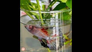 Download lagu story WA Viral ||Sedang sayang sayangnya // Gagal Merangkai Hati mp3 Download lagu story WA Viral ||Sedang sayang sayangnya // Gagal Merangkai Hati mp3