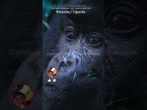 Gorilas de la Niebla / Mist Gorillas #shorts #photography #gorilla #volcanoes