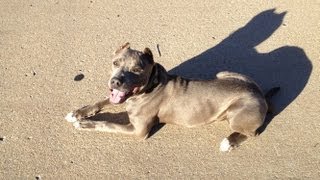 preview picture of video 'Diesel - Blue Nose Pit Bull - Oklahoma Dog Training'