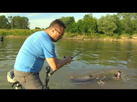 Pecanje soma na reci Savi u Hrvatskoj | Fishing catfish in river Sava FULL VIDEO