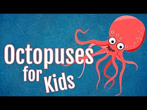 image-What is special about an octopus?