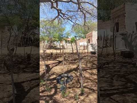 bois no confinamento no sítio cabelo carnaiba sertão de Pernambuco #sertão #sítio #chuva #bois
