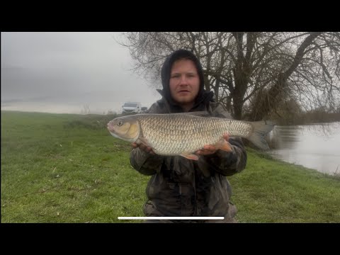 Floodwater CHUB and BARBEL fishing ! 