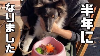 [生後半年]6ヶ月になったのでお祝いしたよ♡