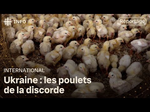 , title : 'Les poulets de la discorde'