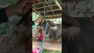 Download lagu Ngeri begini jadinya kalo memasukan tangan ke mulut #kebo kerbau bukan #sapi mp3