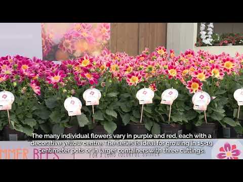 FlowerTrials 2023 - Dahlia Summer Bees ENG