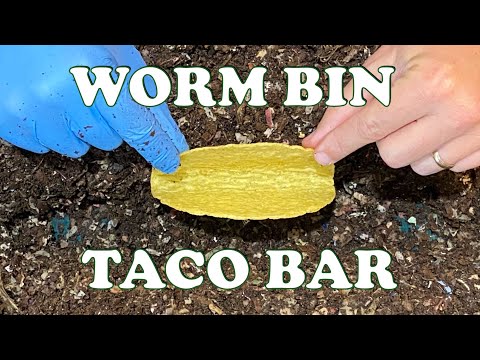 Whole & Shredded Taco Shell Worm Bin Experiment + Worm Time Lapse | Vermicompost Worm Farm