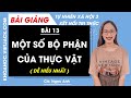 Tự nhiên xã hội lớp 3 Bài 13: Một số bộ phận của thực vật