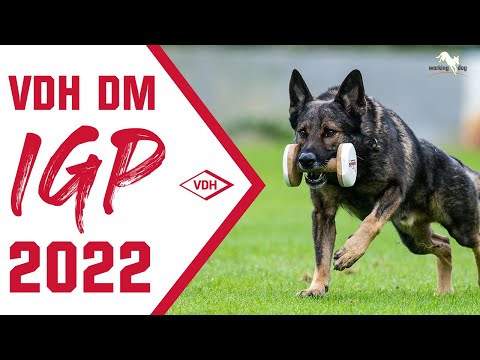 VDH DM IGP 2022 // Winner / IGP