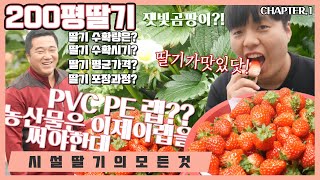 200평 하우스 딸기의 모든것 / 월평균가격은? 딸기 수확량은? 포장과정은 랩포장방법 PE랩과 PVC랩의 차…