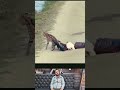 Eagle Catches Cat