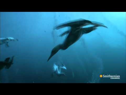 Fou du Cap en plongée www nhu bzh