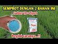 Luar Biasa Hasilnya Pakai Sedikit Aja Jadi Super POWER Pupuk NPK 16 16 16