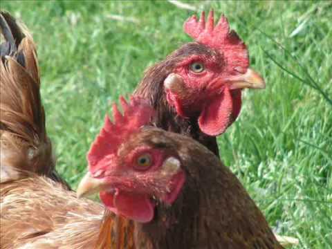 Lentiggini rosse sotto ragione occhi Come prevenire la pigmentazione della persona