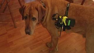 Shoot it doggy style