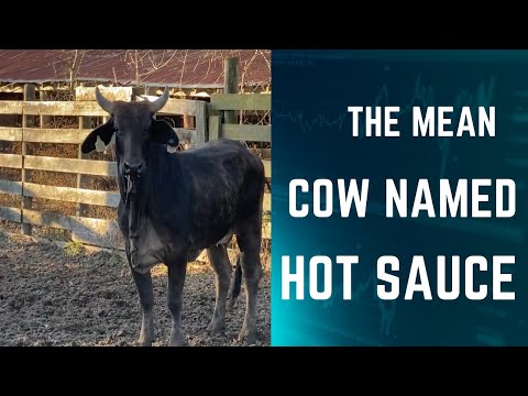 The Devil Cow Named Hot Sauce!  #cattle #crazy #ranching #farmlife #crazycow #mean #thedevil