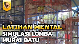 Download lagu BIAR MURAI BATU BERMENTAL BAJA, LATIHAN PAKAI SIMULASI LOMBA MURAI BATU GACOR!!! mp3