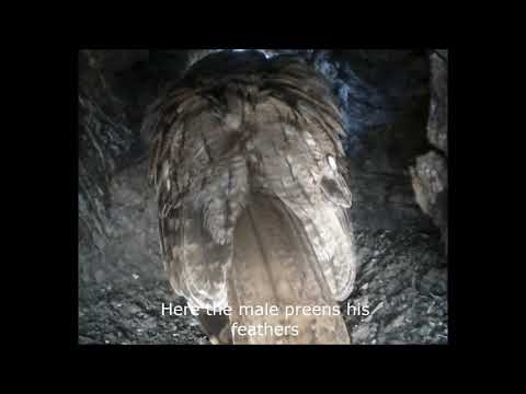 Tawny Owl Settling into a Beech Stump | Discover Wildlife | Robert E Fuller