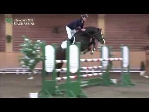 CACHASSINI: Holstein stallion by Cachas x Cassini, www.equine-evolution.com