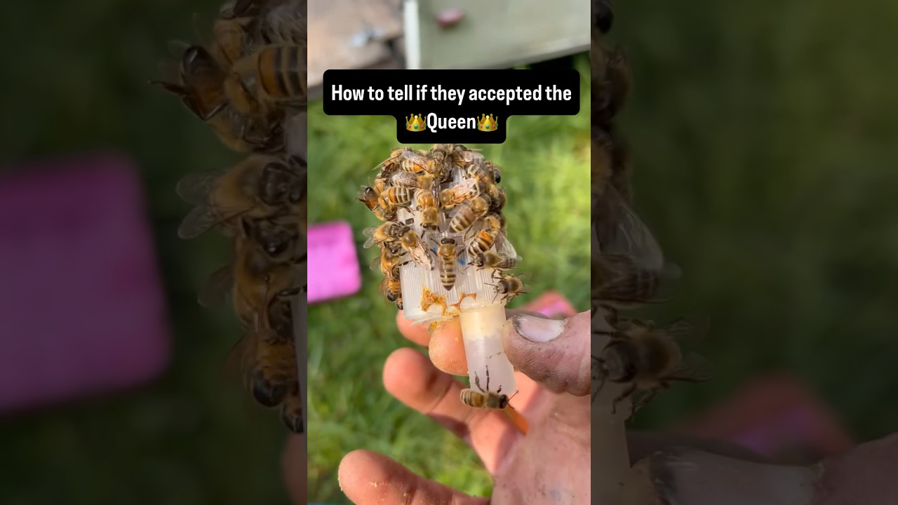 How To Tell If Your Bees Accepted the Queen-Quick and Easy#beekeeping #beekeeping101 #bees #queen