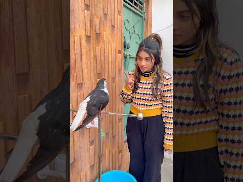 😘कबूतर की होशियारी🥰#kabutar #training #video ❤️#dosti #training #kabutar #video 😘#pigeon
