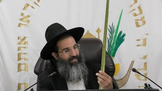 ארבעת המינים 🍋 כשרות ומחיר | הרב שי עובד | שני - פרשת האזינו - תשפו (הרב שי עובד) - התמונה מוצגת ישירות מתוך אתר האינטרנט יוטיוב. זכויות היוצרים בתמונה שייכות ליוצרה. קישור קרדיט למקור התוכן נמצא בתוך דף הסרטון
