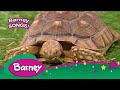 Barney SONGS For Kids He SNAPPED