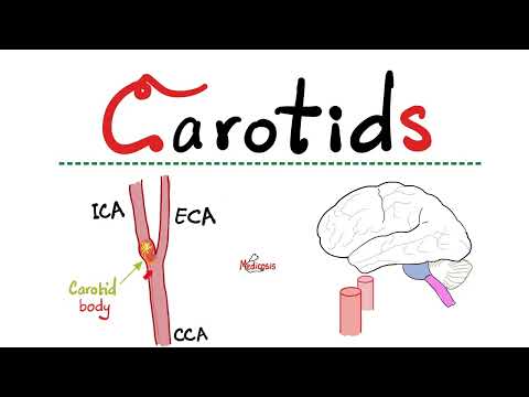 Carotid Arteries - Internal Carotid Artery (ICA), External Carotid Artery (ECA) - Anatomy of Neck