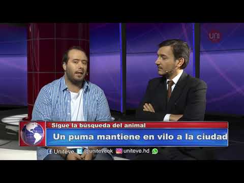 Un puma suelto en Villa María