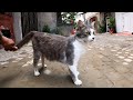 A Cat With Fluffy Hair And Perfect Eyes With Just A Shy Cat Hissing In My Face