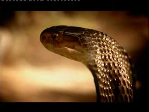 Carlsberg beer commercial