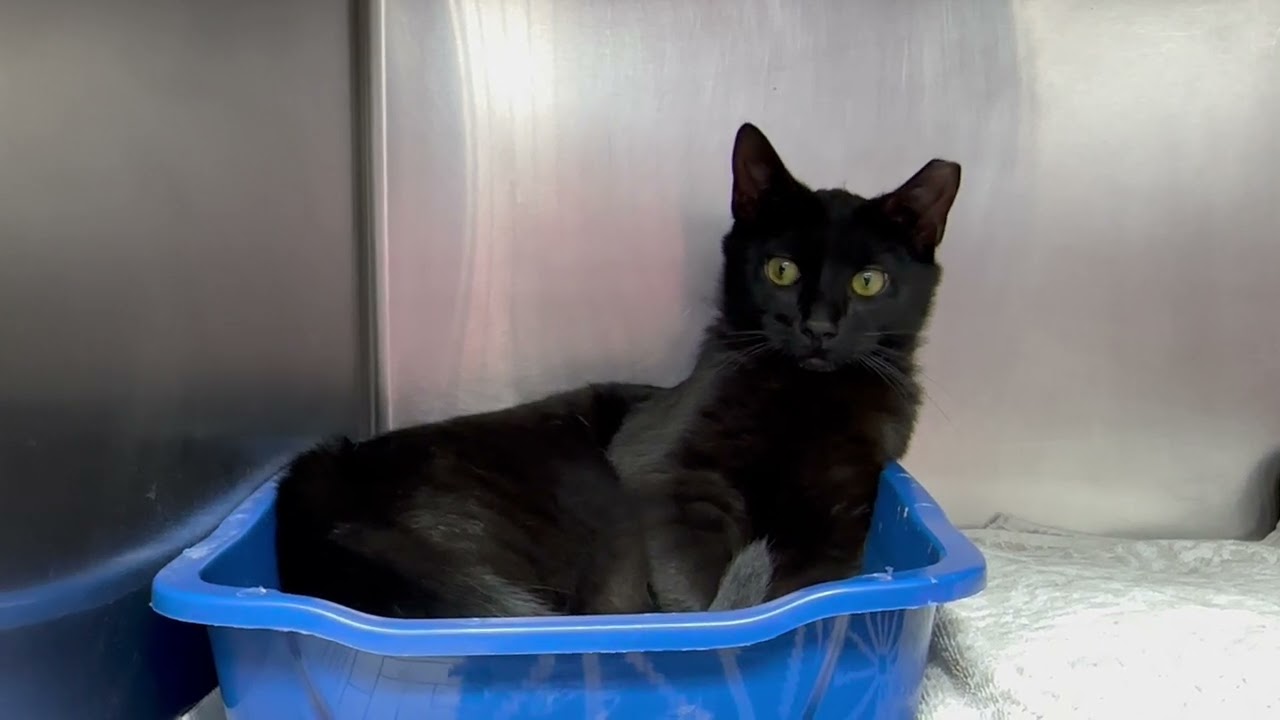 Enlarge Kahlua Kitten Likes other Cats, an adopted Domestic Short Hair in Clifton, NJ video 5/6