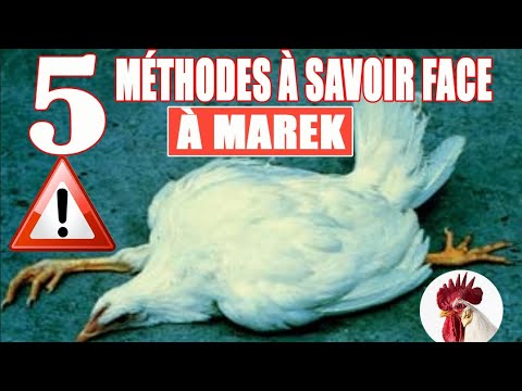 , title : 'Maladie de Marek,5 Méthodes à savoir pour faire face à cette maladie.@ceaservices5692 #poulet'