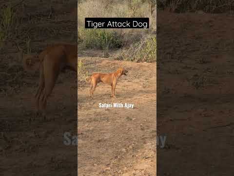 Tiger Attack Dog in Sariska Tiger Reserve. #video #sariska #shortvideos #tigress #dog