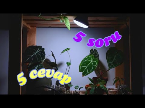 , title : '5 Soru 5 Cevap | Bitki Büyütme Işığı (Grow Light) Nasıl Kullanılır? Nedir?'