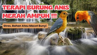 Download lagu TERAPI ANIS MERAH || Stres atau Macet Bunyi dan Bahan || Suara Gemericik Air mp3 Download lagu TERAPI ANIS MERAH || Stres atau Macet Bunyi dan Bahan || Suara Gemericik Air mp3
