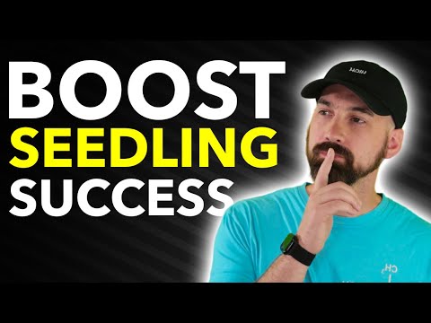 5 Tips For The Cannabis Seedling Stage!